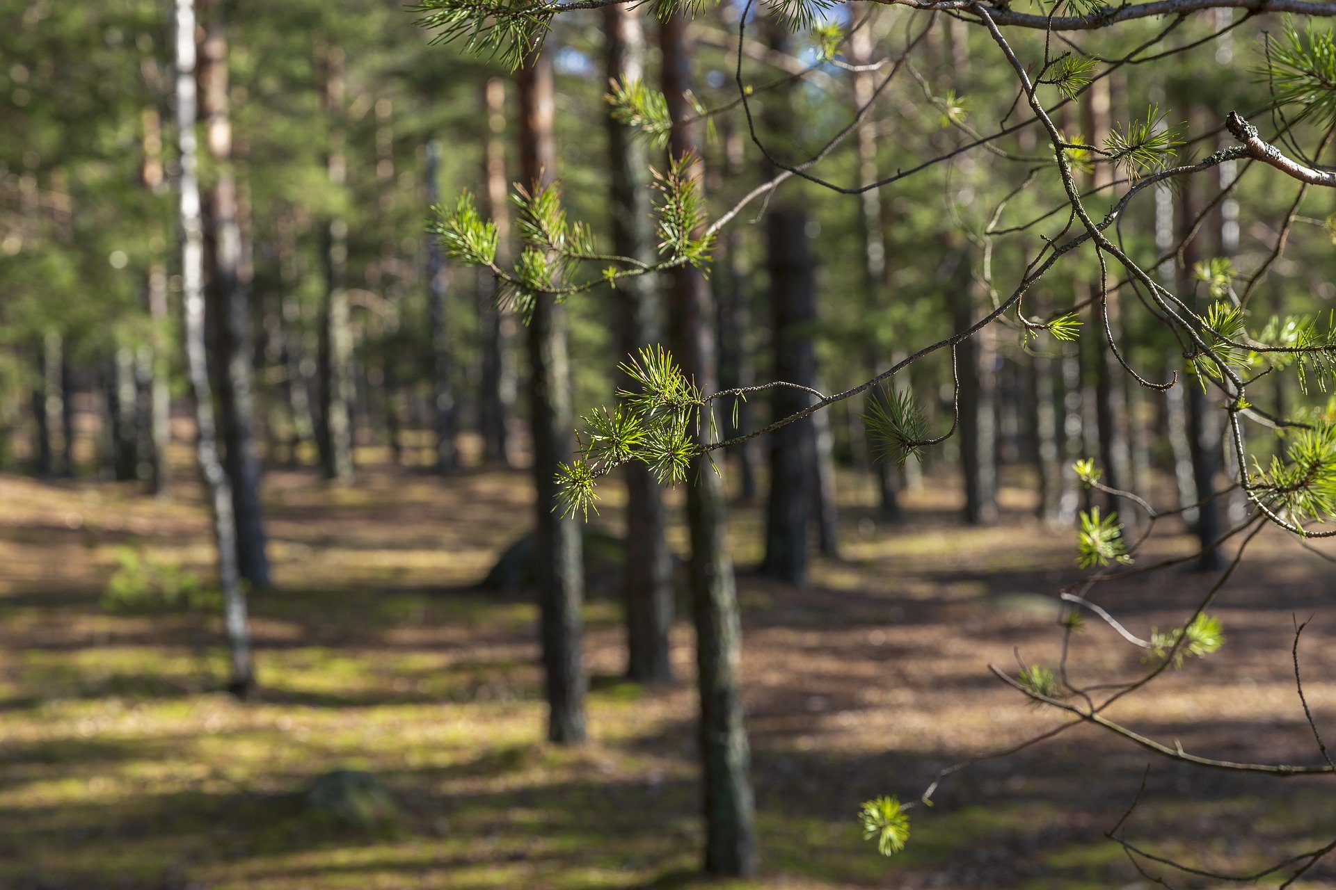 Показатели по лесовосстановлению в Самарской области за 2019 год перевыполнены в два раза