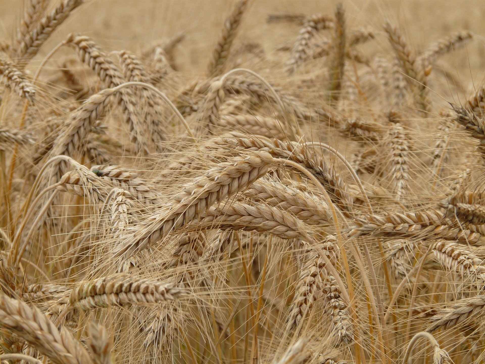 В России приостановлен экспорт зерновых до 1 июля 2020 года