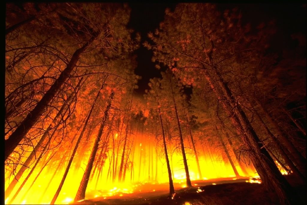 В Авиалесоохране рассказали о площади лесных пожаров в России