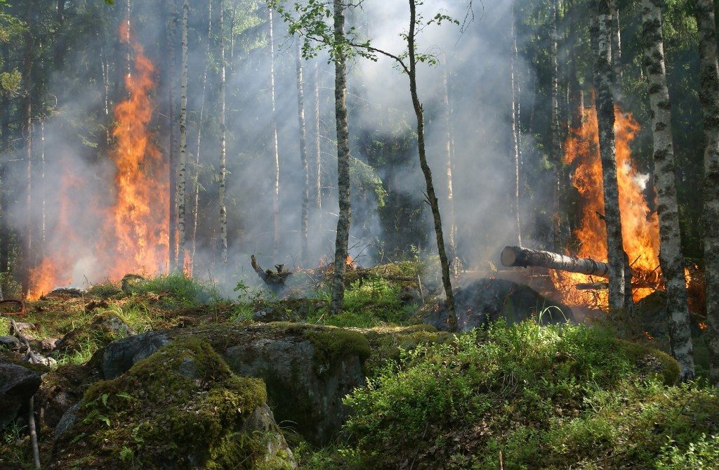 Обстановка с природными пожарами в Новосибирской области стабилизировалась