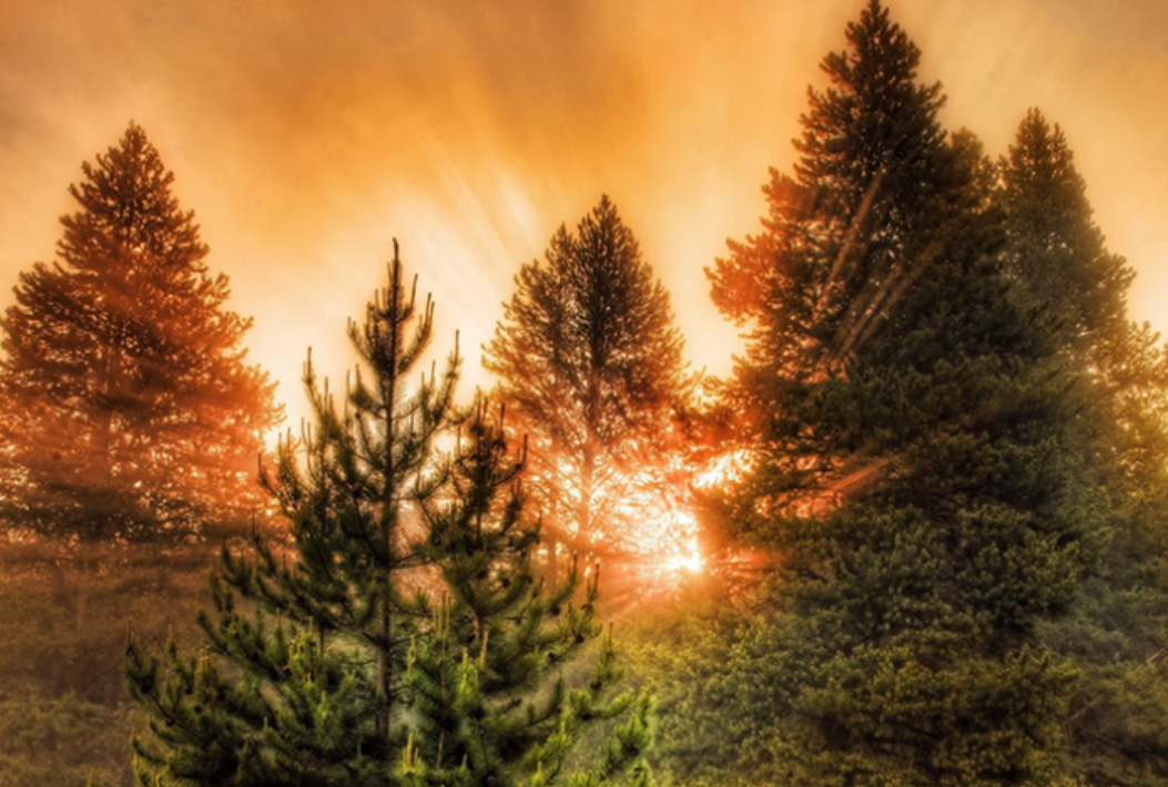 535 лесных пожаров ликвидировано на Урале