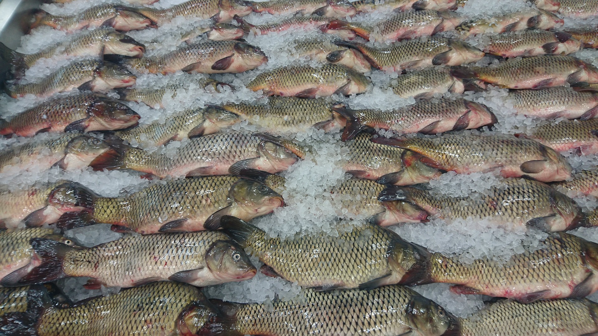 Россельхознадзор разрешил вновь ввозить живую рыбу из Китая