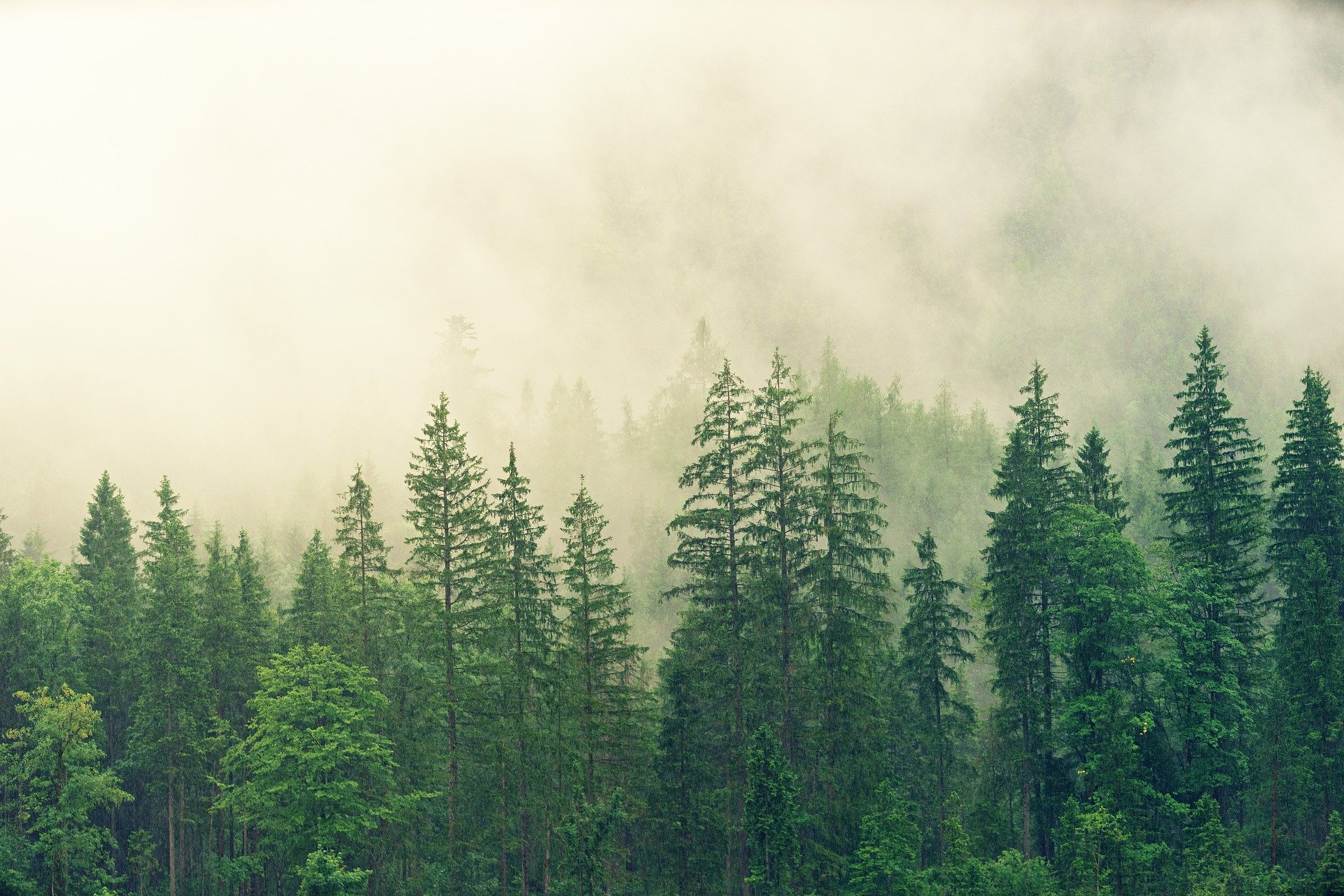 В Новосибирской области в 2020 году лесовосстановление составит почти 6 тысяч га