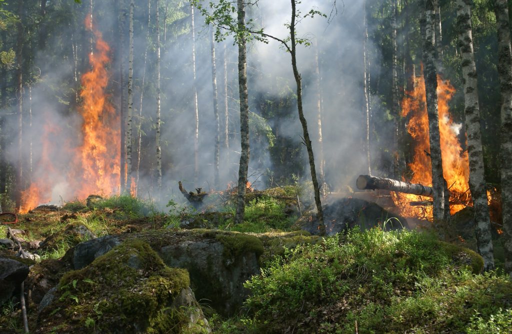 В России потушили ещё 47 лесных пожаров