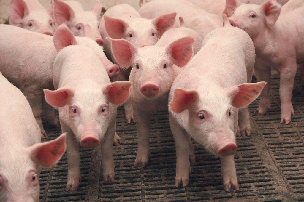 В Нижегородской области выросло поголовье свиней