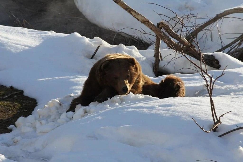 В Долине гейзеров снова исследуют медведей