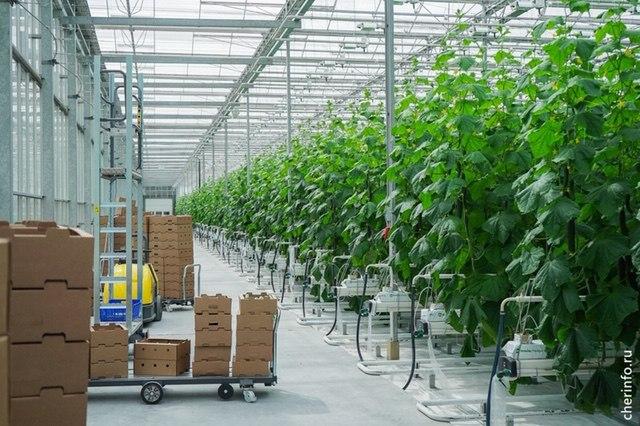 В Вологодской области получен первый урожай тепличных овощей