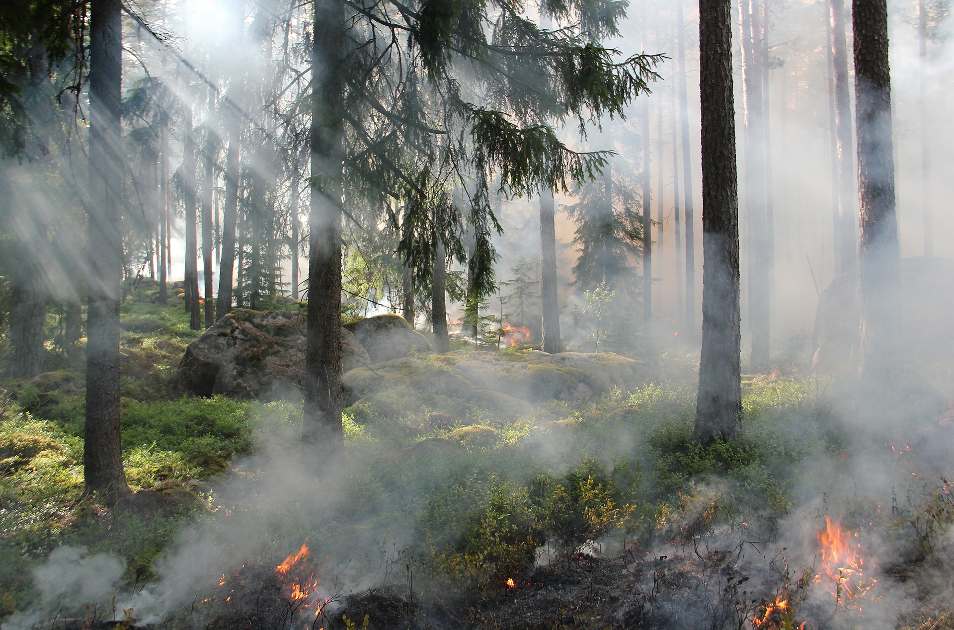 В России за сутки ликвидировали 38 лесных пожаров