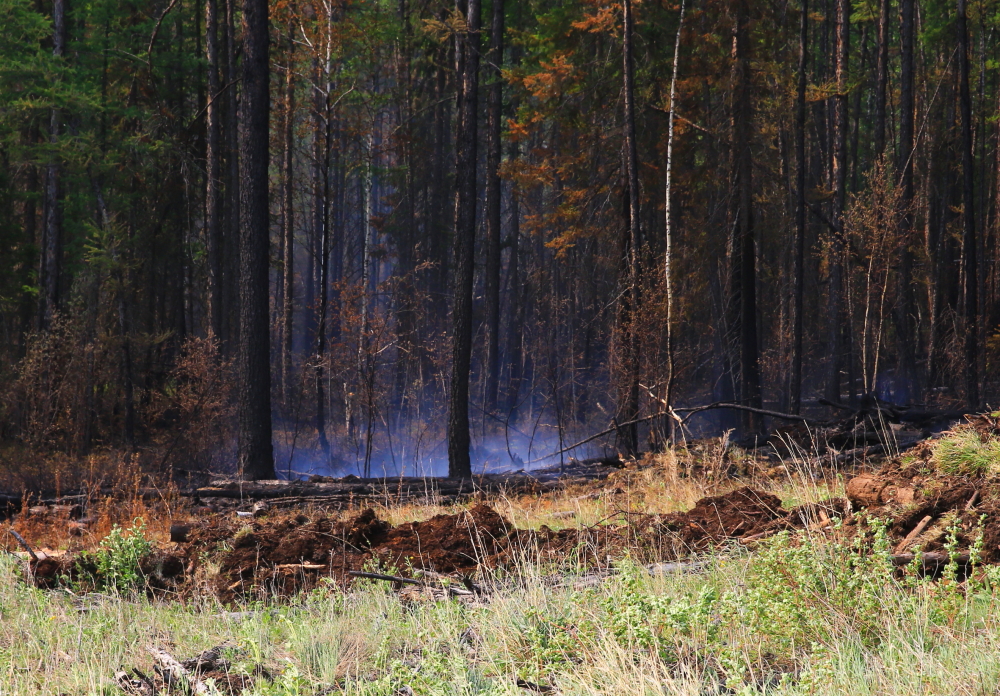 В Иркутской области за сутки ликвидировано четыре лесных пожара