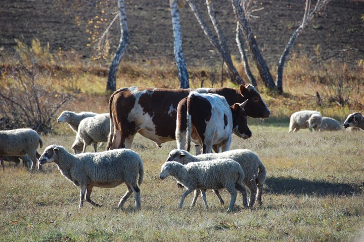 В Красноярском крае фермерские хозяйства получат гранты «Агростартап»