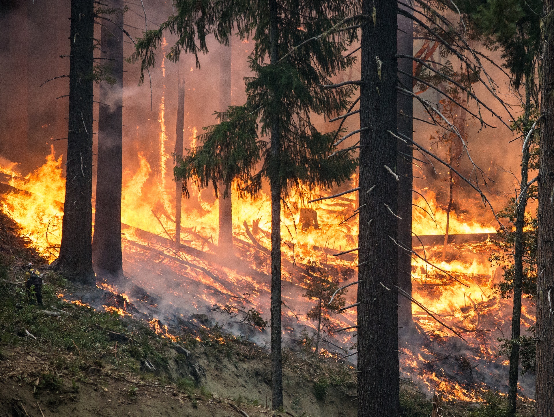 В России потушили ещё 44 лесных пожара