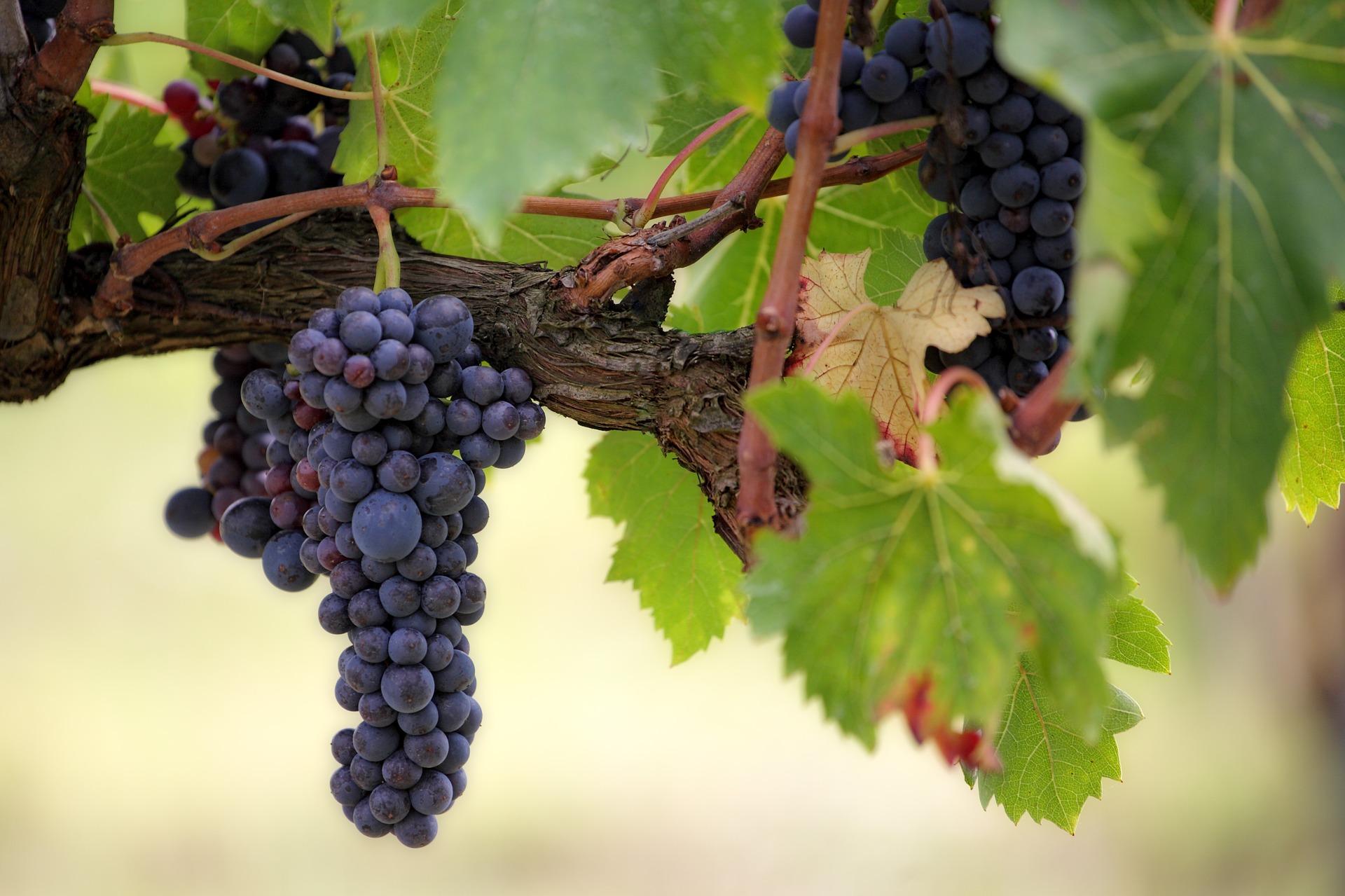В России вступил в силу закон о виноградарстве и виноделии