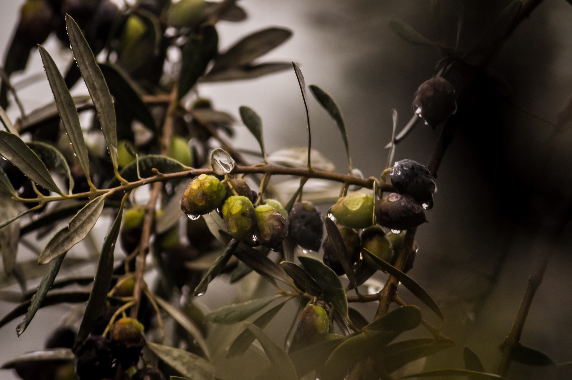 В Крыму высадят оливковую рощу в теплице