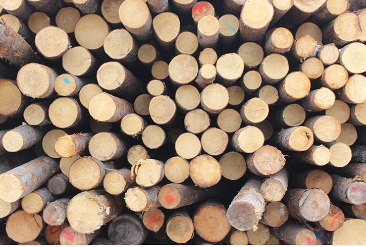 В Хабаровске выявили контрабанду леса в Китай на 3,2 млрд рублей