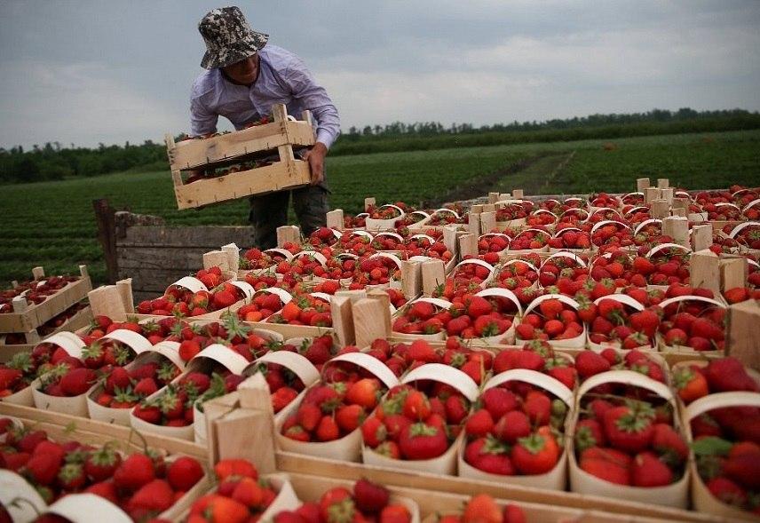 Свыше 600 тонн урожая ягодных культур получили на Кубани