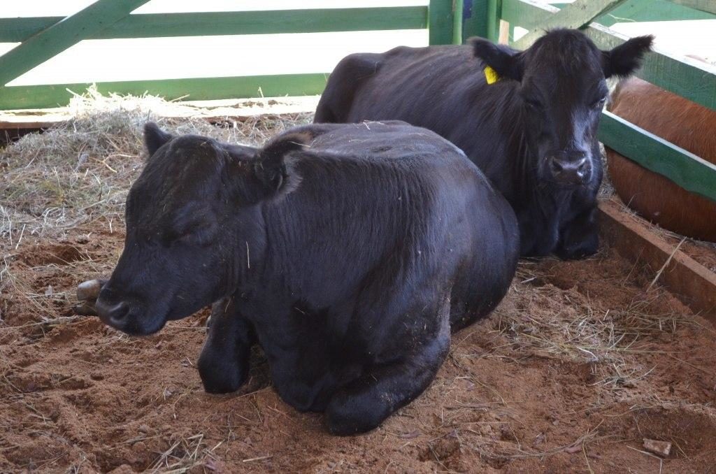 Правительство Забайкальского края выделило 3,7 млн рублей на мероприятия по искусственному осеменению коров