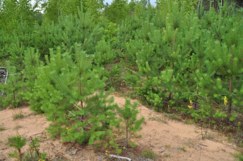 В Псковской области перевыполнен план по искусственному лесовосстановлению