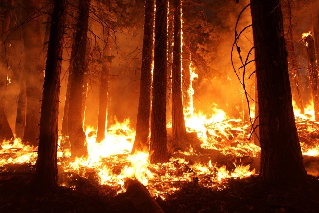 В России потушили свыше 70 лесных пожаров