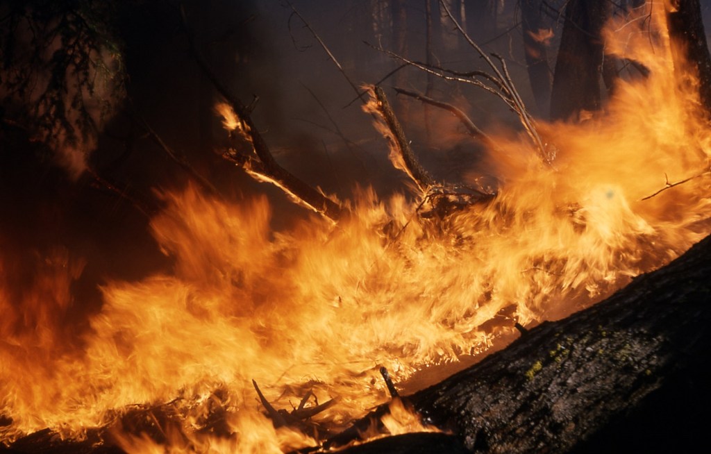В России потушили около 100 лесных пожаров