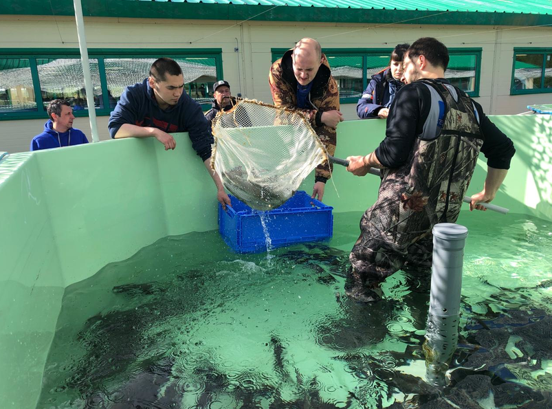 Специалисты Собского рыбоводного завода выпустили в реку Обь партию стерляди