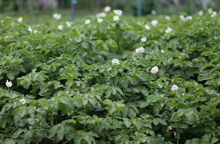 В Приморье пройдёт «День картофельного поля»