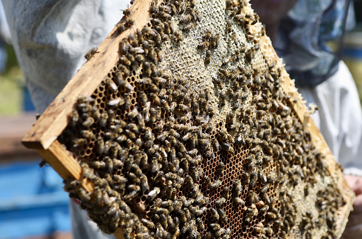 В Приморском крае установят памятник пчеле