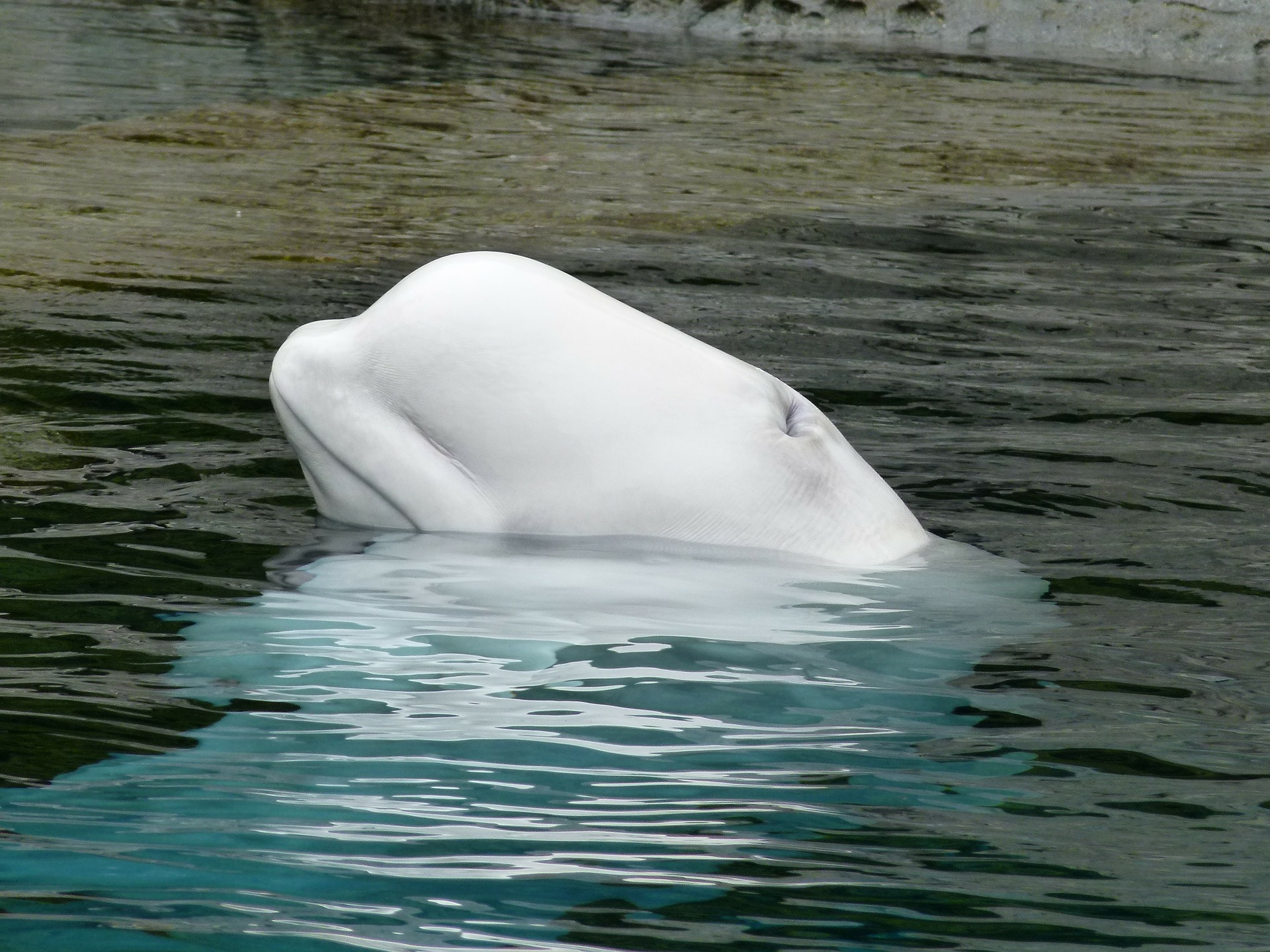 Экологи просят не кормить выпущенных из «китовой тюрьмы» белух