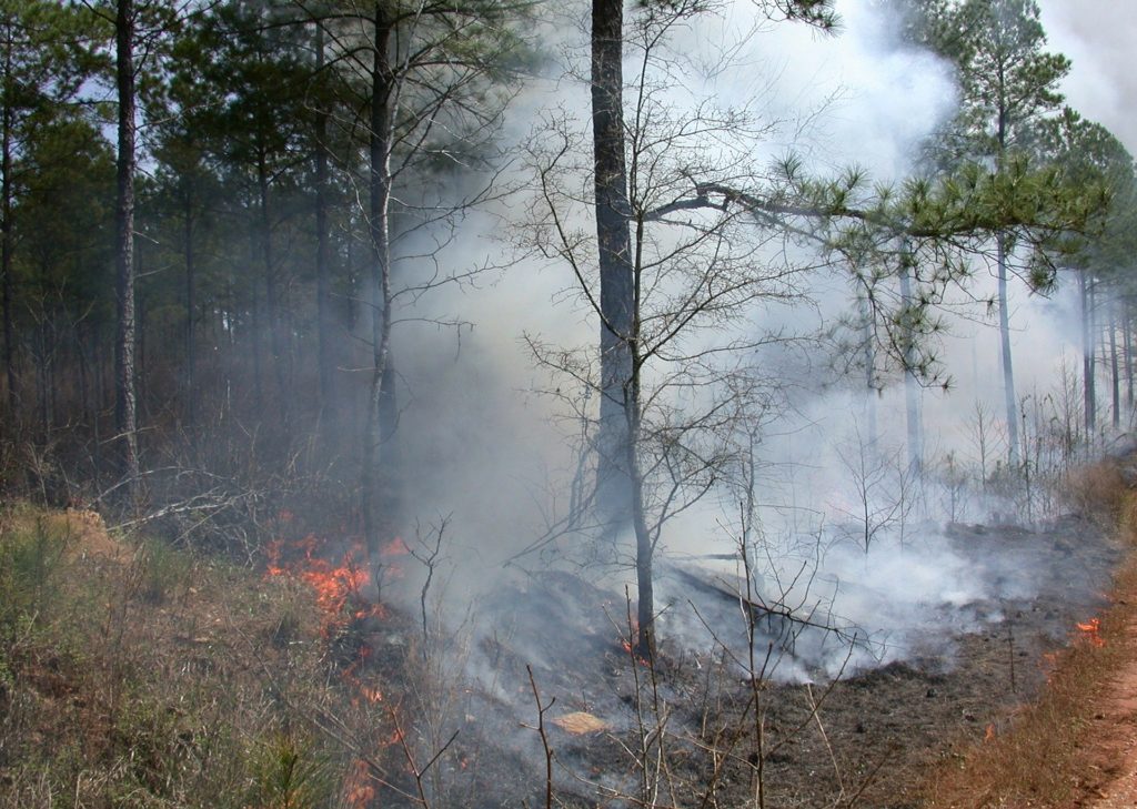 В Анапе полностью потушили лесной пожар