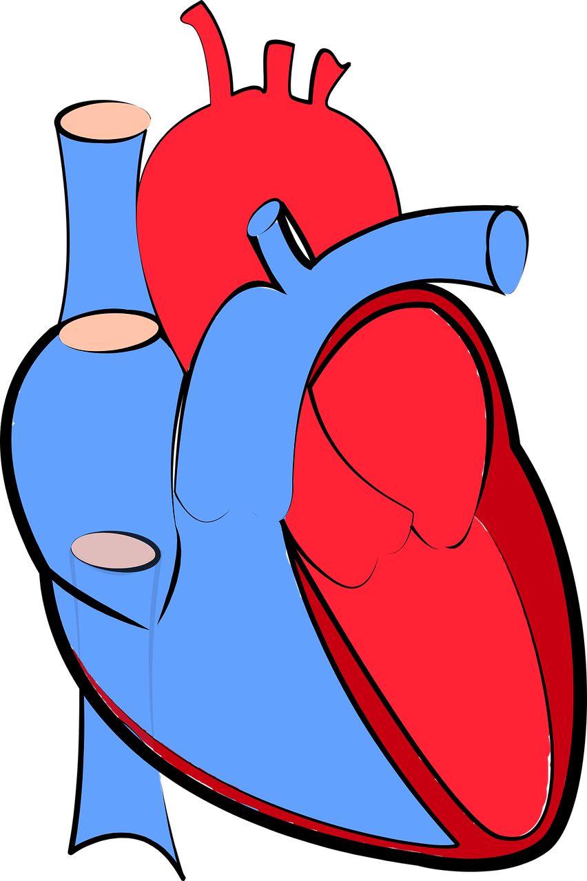 Орган сердце человека рисунок. Изображение сердца человека. Сердце рисунок.