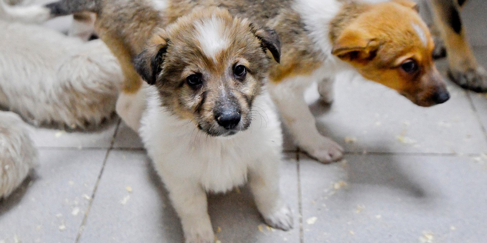 Почти 1400 животных забрали из московских приютов с начала года
