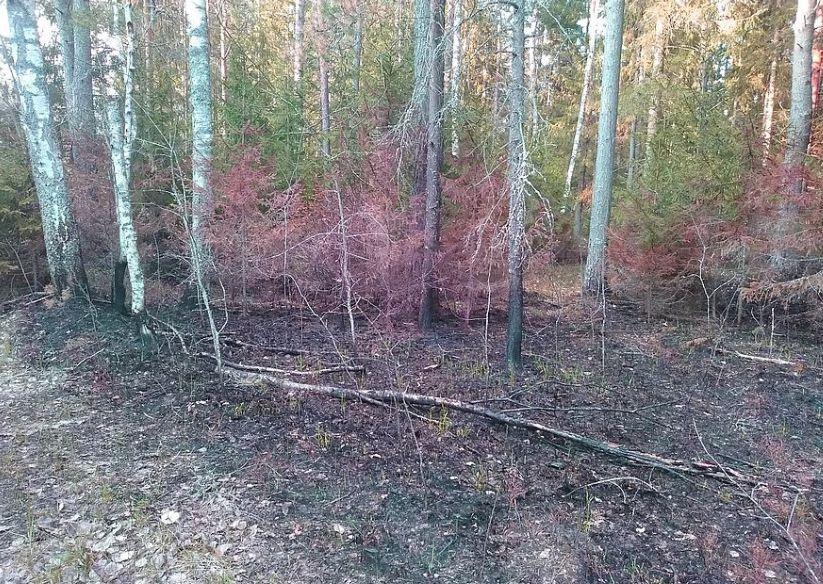В Смоленской области от пожара было спасено 7 га елового леса