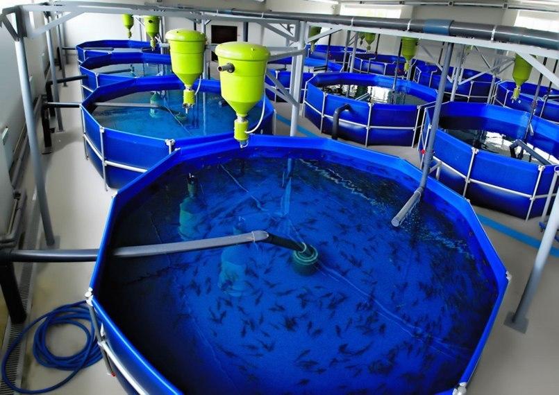 «Аква Групп» планирует выращивать атлантический лосось в Подмосковье