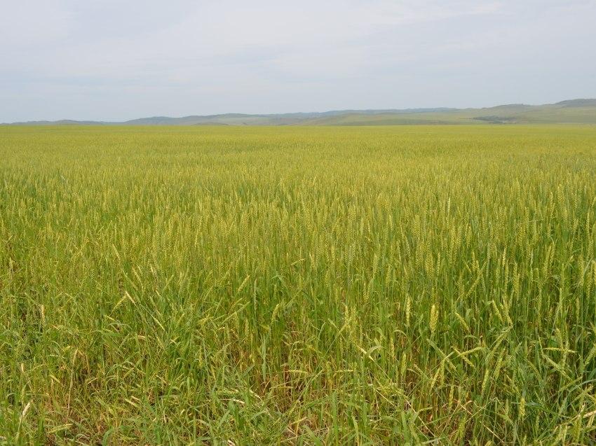 В Забайкальском крае за год увеличилось количество застрахованных посевов