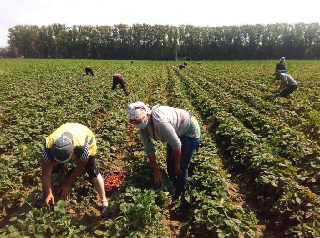 Липецкая область впервые проведет сельскохозяйственную перепись