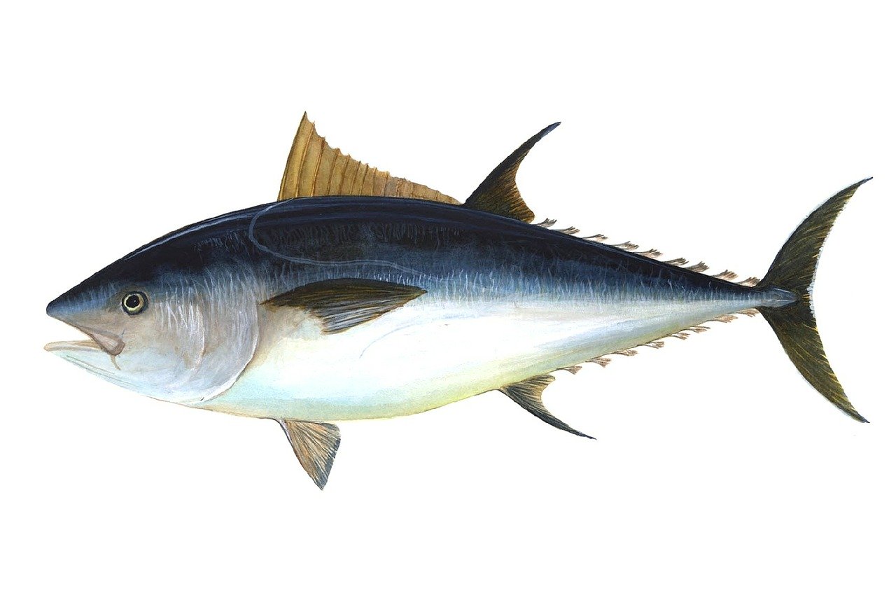 На Курилах выловили почти двухсоткилограммового голубого тунца