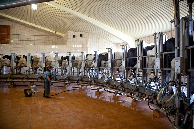 Волгоградские фермеры увеличили экспортные поставки молочной продукции