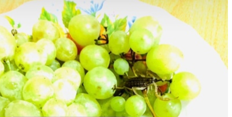 Россиянку ужалил вылезший из винограда скорпион