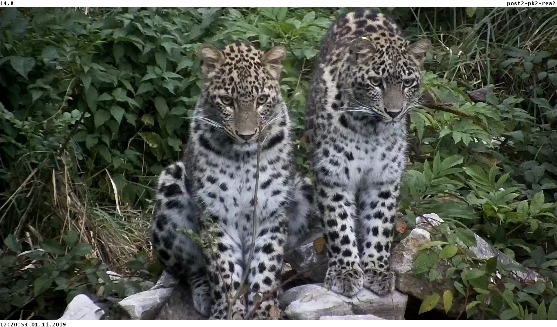 Двух молодых леопардов выпустили в Северной Осетии в дикую природу 