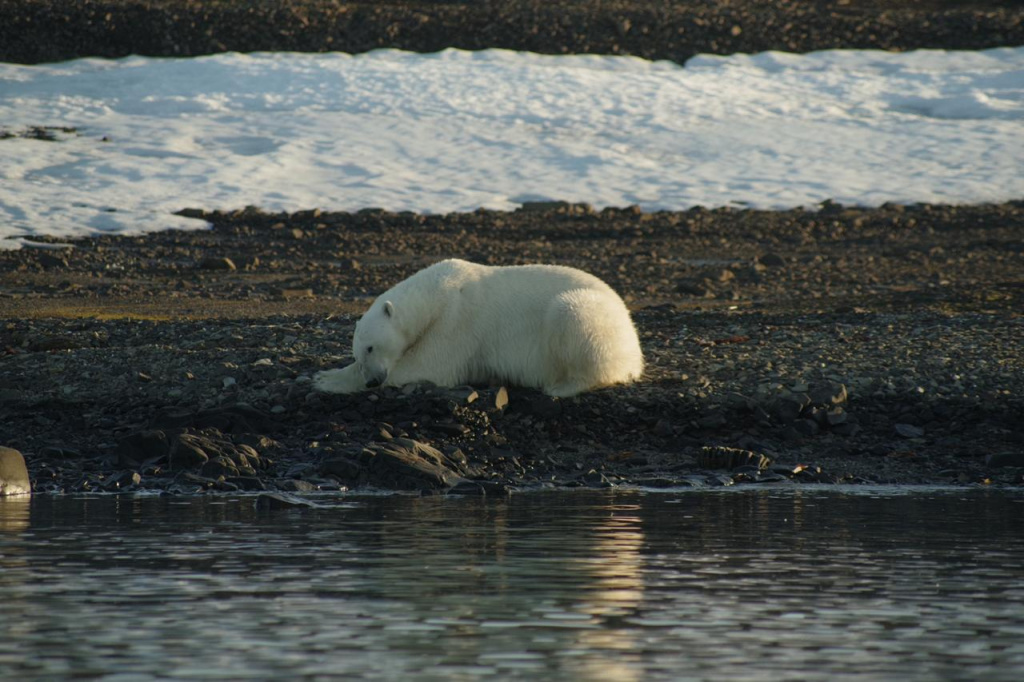 В «Русской Арктике» снимают документальный фильм о белом медведе