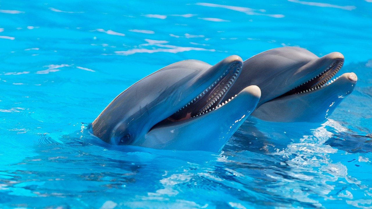 Крымские дельфины впервые получат генетические паспорта