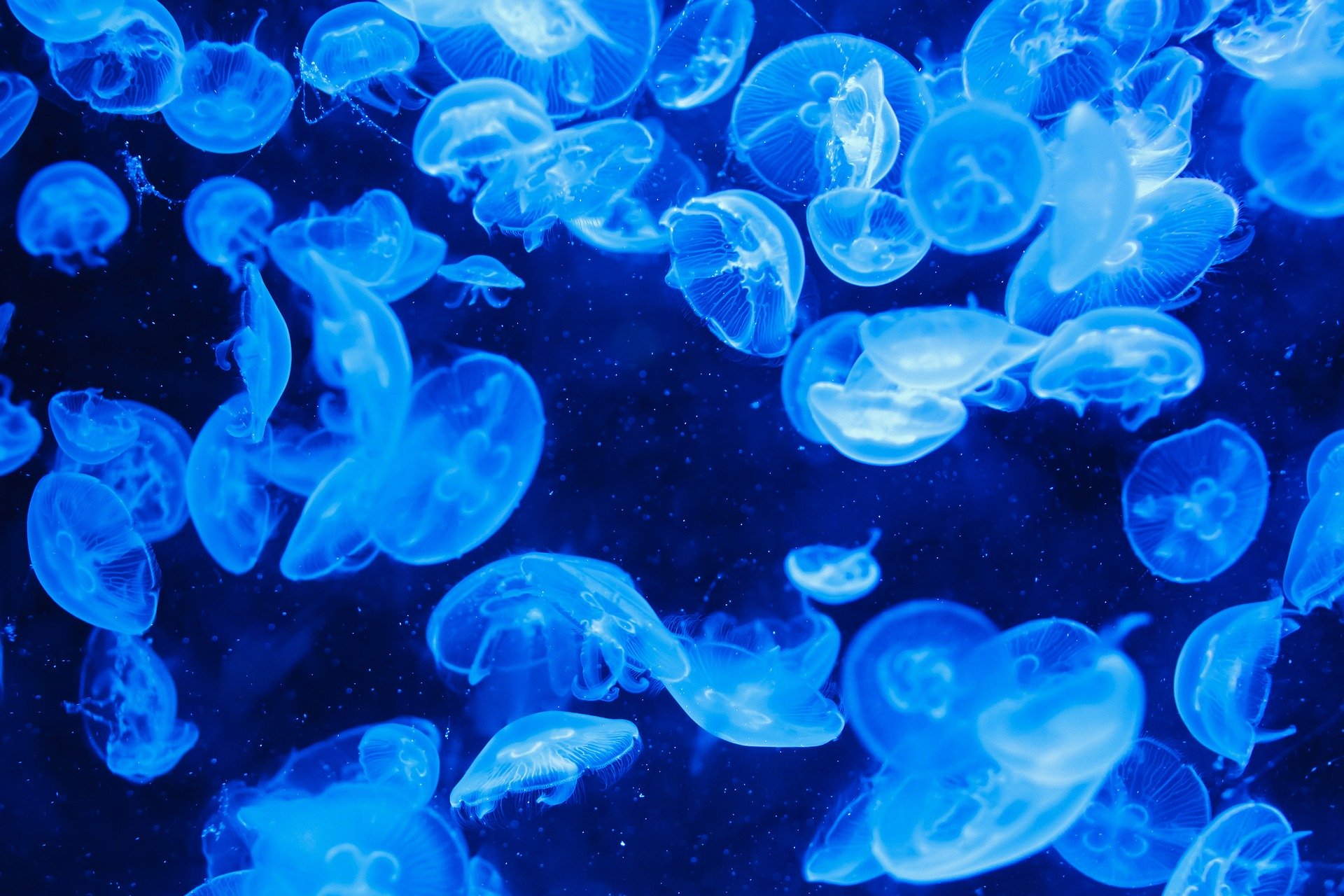 Отдыхающие на Азовском море пожаловались на обилие медуз