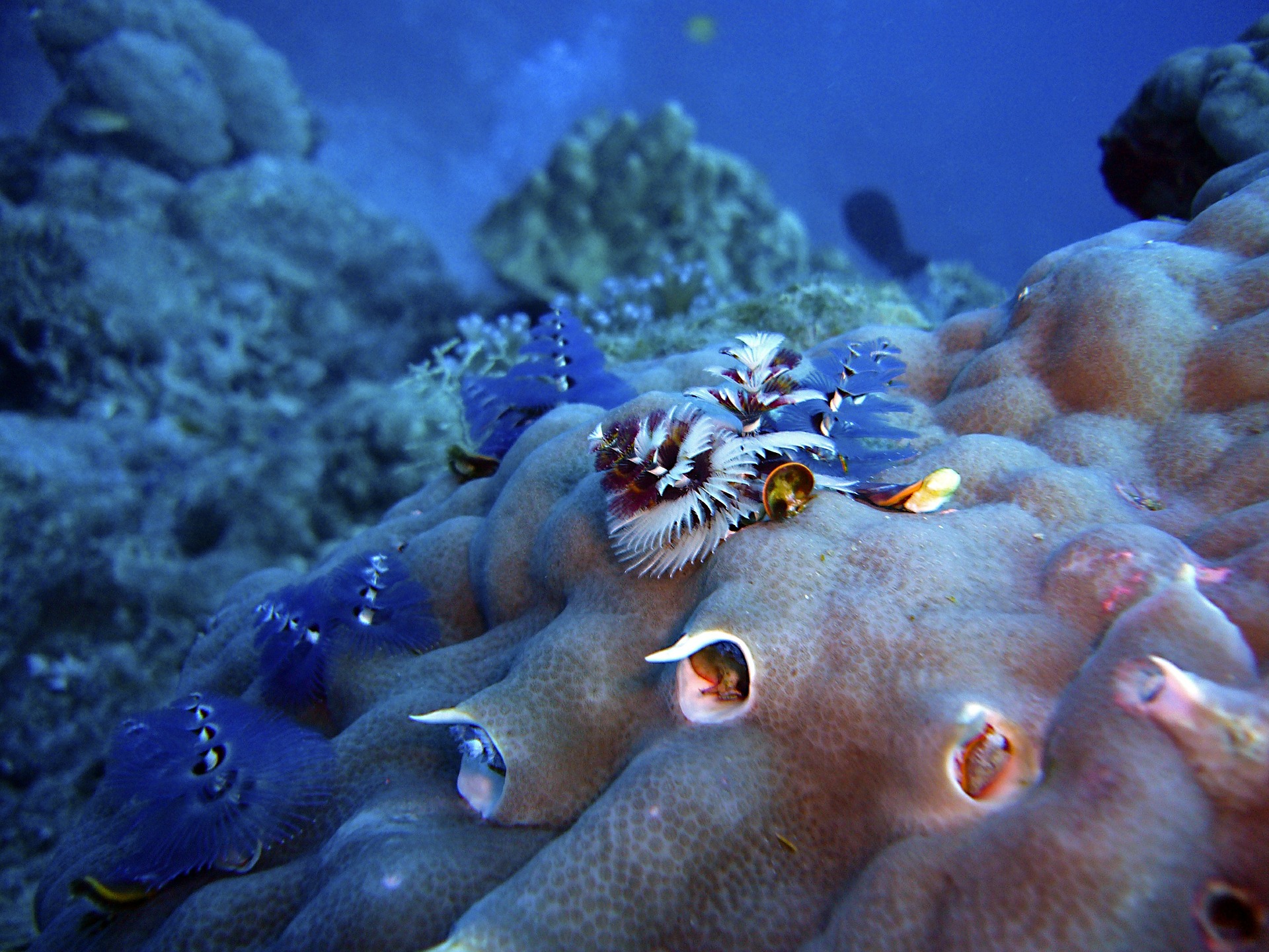 В глубоких водах у Галапагосских островов открыли новую экосистему