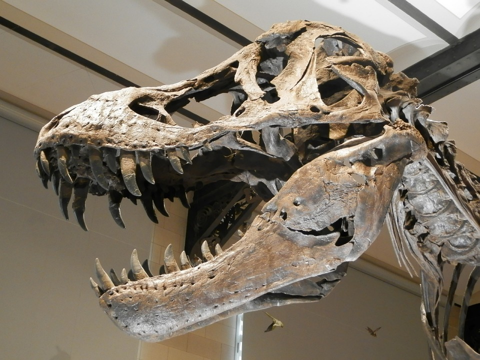 На востоке Китая обнаружен новый вид динозавров