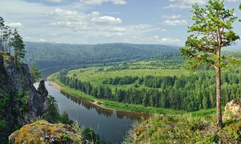 Площадь лесов Пермского края выросла почти на 10 тыс. гектаров
