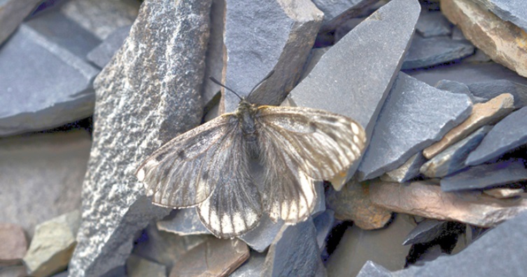 В Якутии обнаружили новый подвид редчайшей арктической бабочки