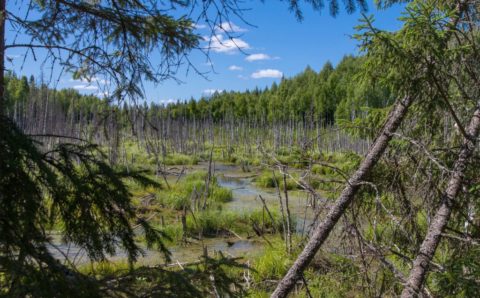 В сеть биосферных заповедников ЮНЕСКО включили «Кологривский лес»