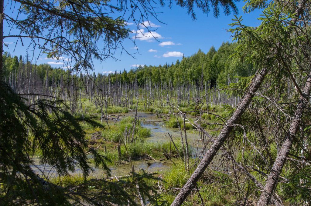 В сеть биосферных заповедников ЮНЕСКО включили «Кологривский лес»