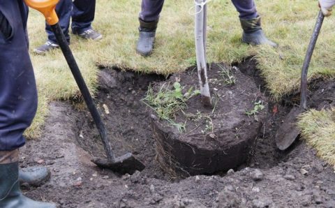 До конца осени в Краснодаре высадят 12 тысяч деревьев