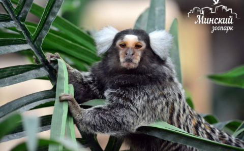 Обитателей Минского зоопарка перевели на витаминный рацион