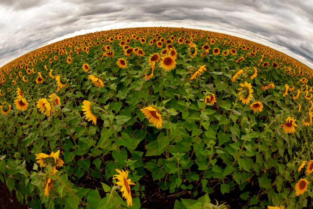 Волгоградская область собрала урожай горчицы и подсолнухов